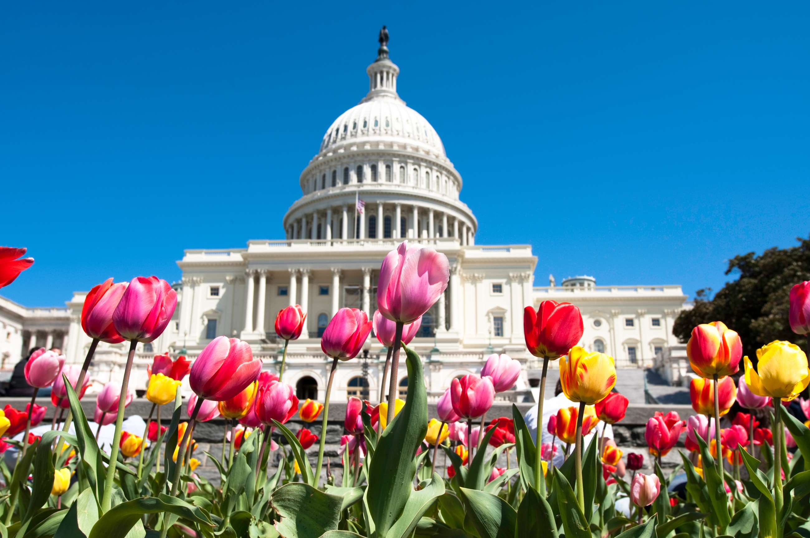 Best Washington DC Private Walking Tours